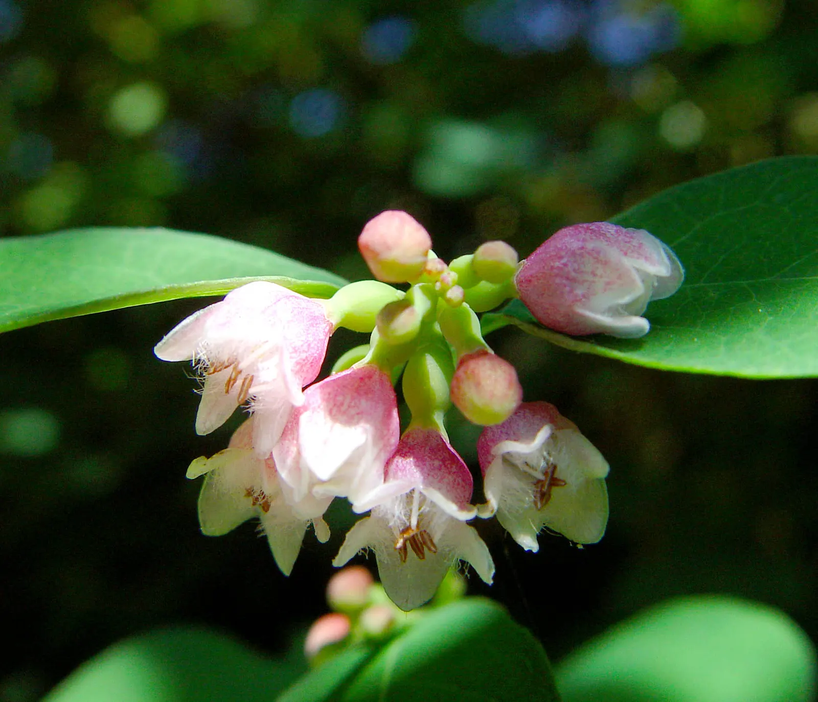 Snowberry (Symphoricarpos Albus) — It features small pink flowers in summer and distinctive white berries in fall, persisting into winter; these berries are