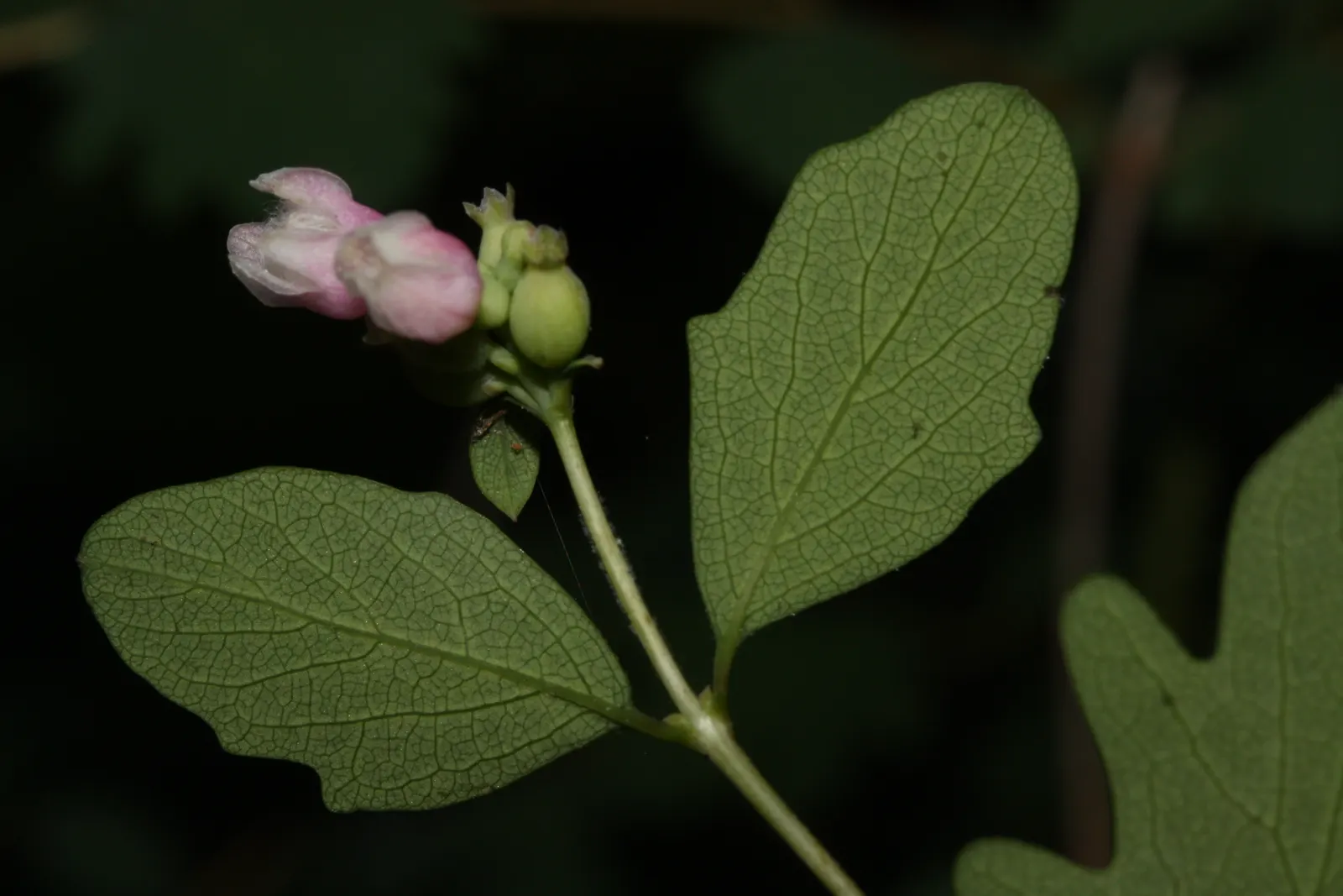 Snowberry (Symphoricarpos Albus) — offering visual interest as well as a food source for local bird species; consider its suckering habit, image 77