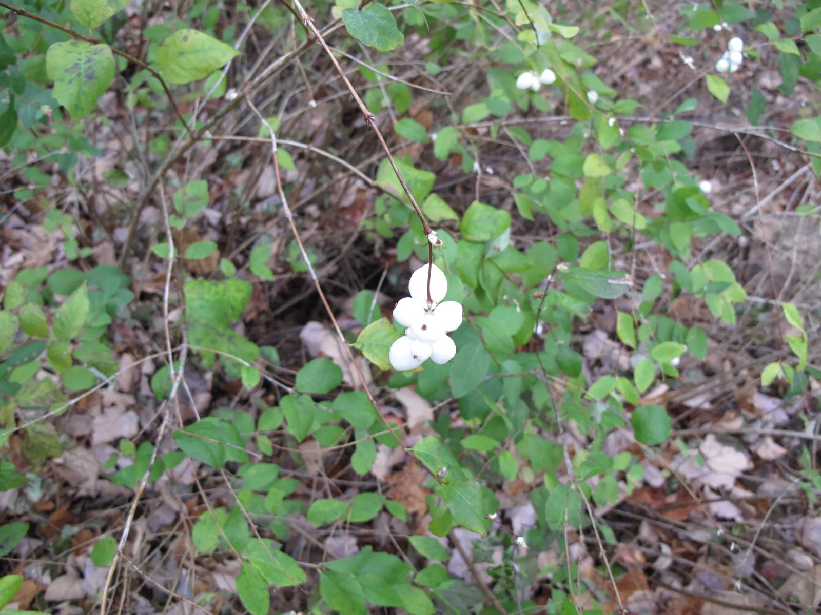 Snowberry (Symphoricarpos Albus) — creating a whimsical snow-like effect amid the barren winter landscape.<br><br>Hardy in USDA zones 3 to 7; <br><br>The