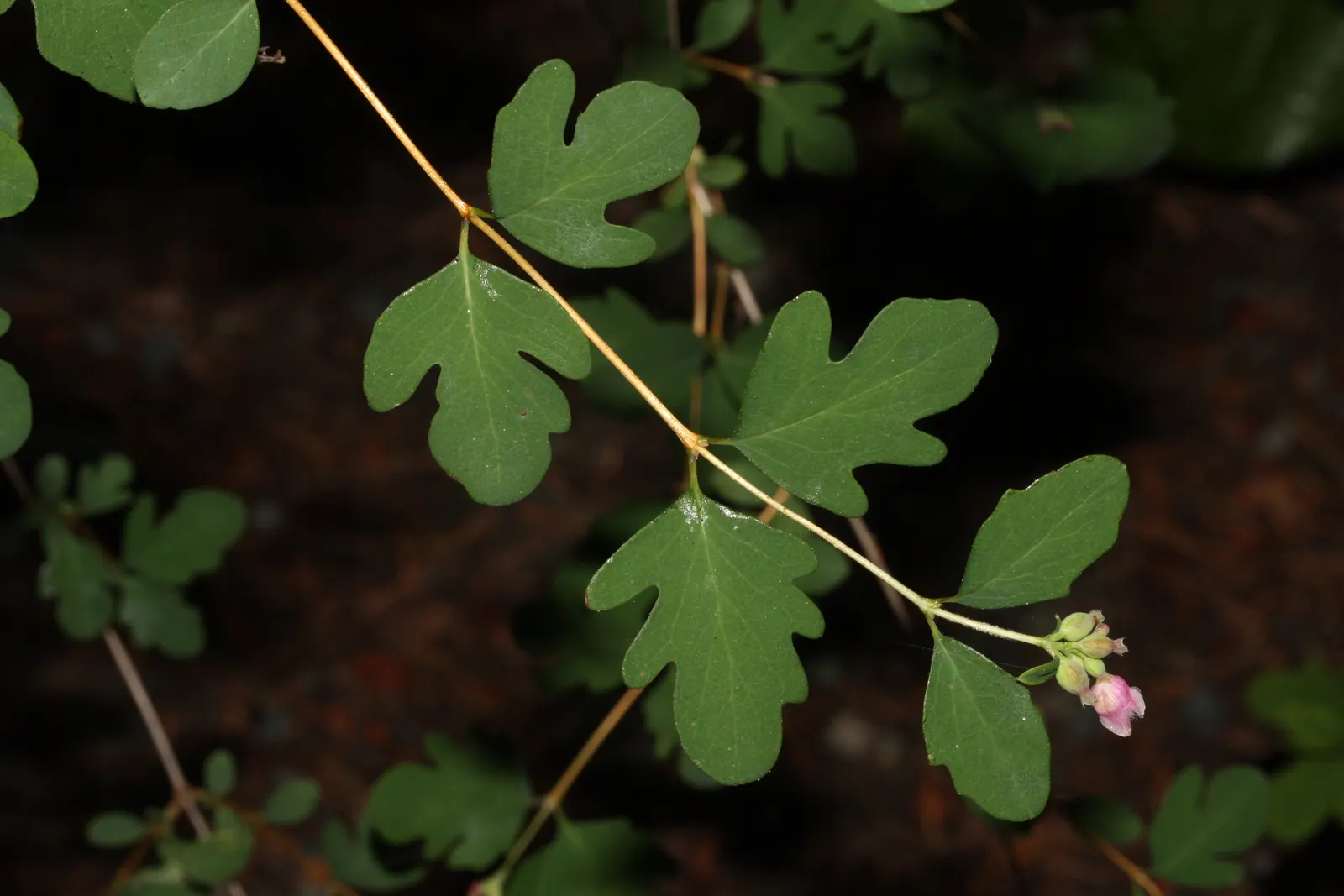 Snowberry (Symphoricarpos Albus) — Excelling in erosion control and as wildlife habitat, it's a low-maintenance choice for naturalistic designs; with a mature