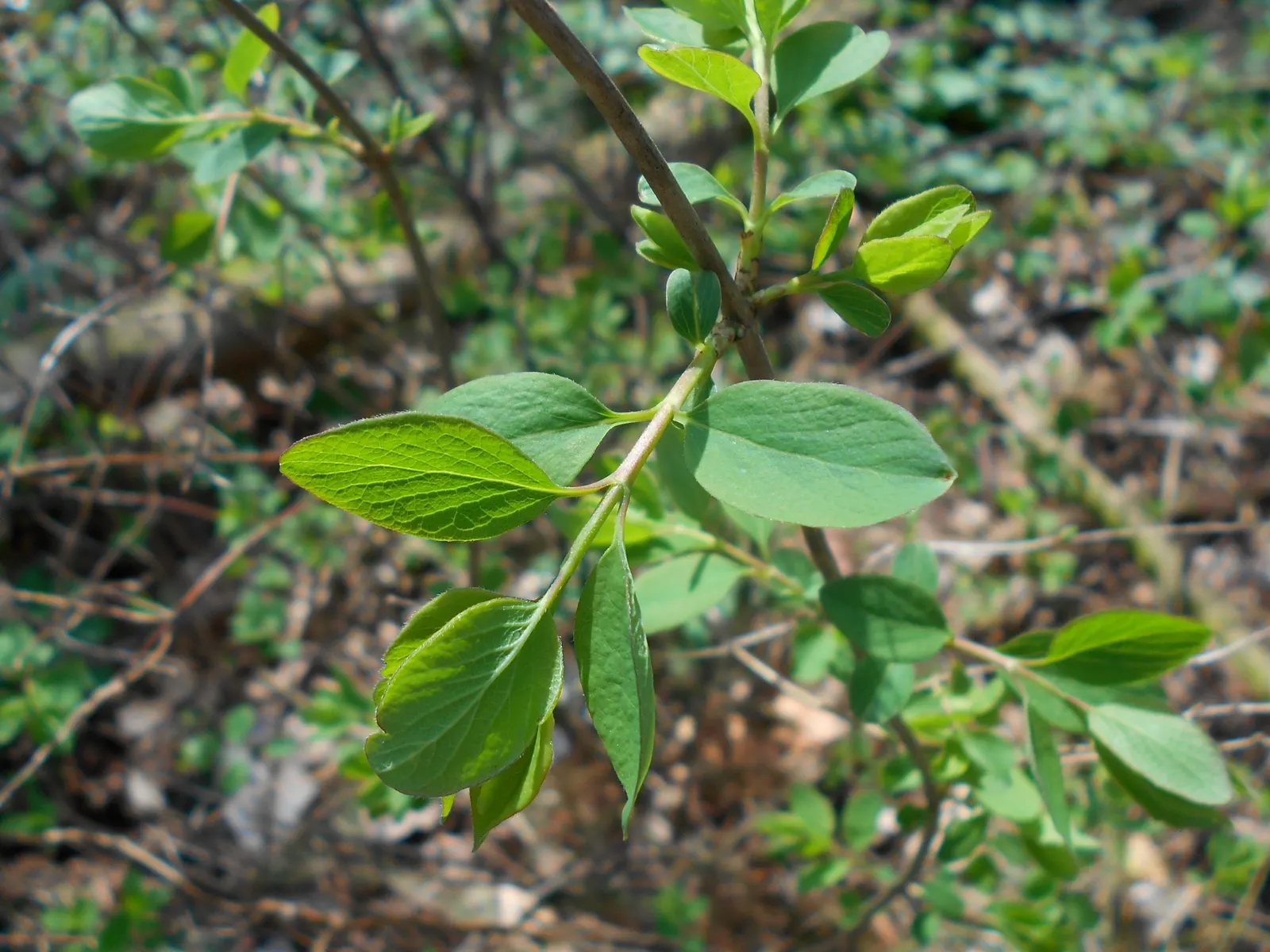 Snowberry (Symphoricarpos Albus) — Adaptable to various soils, it prefers partial shade to full sun; when designing with the Snowberry, image 64