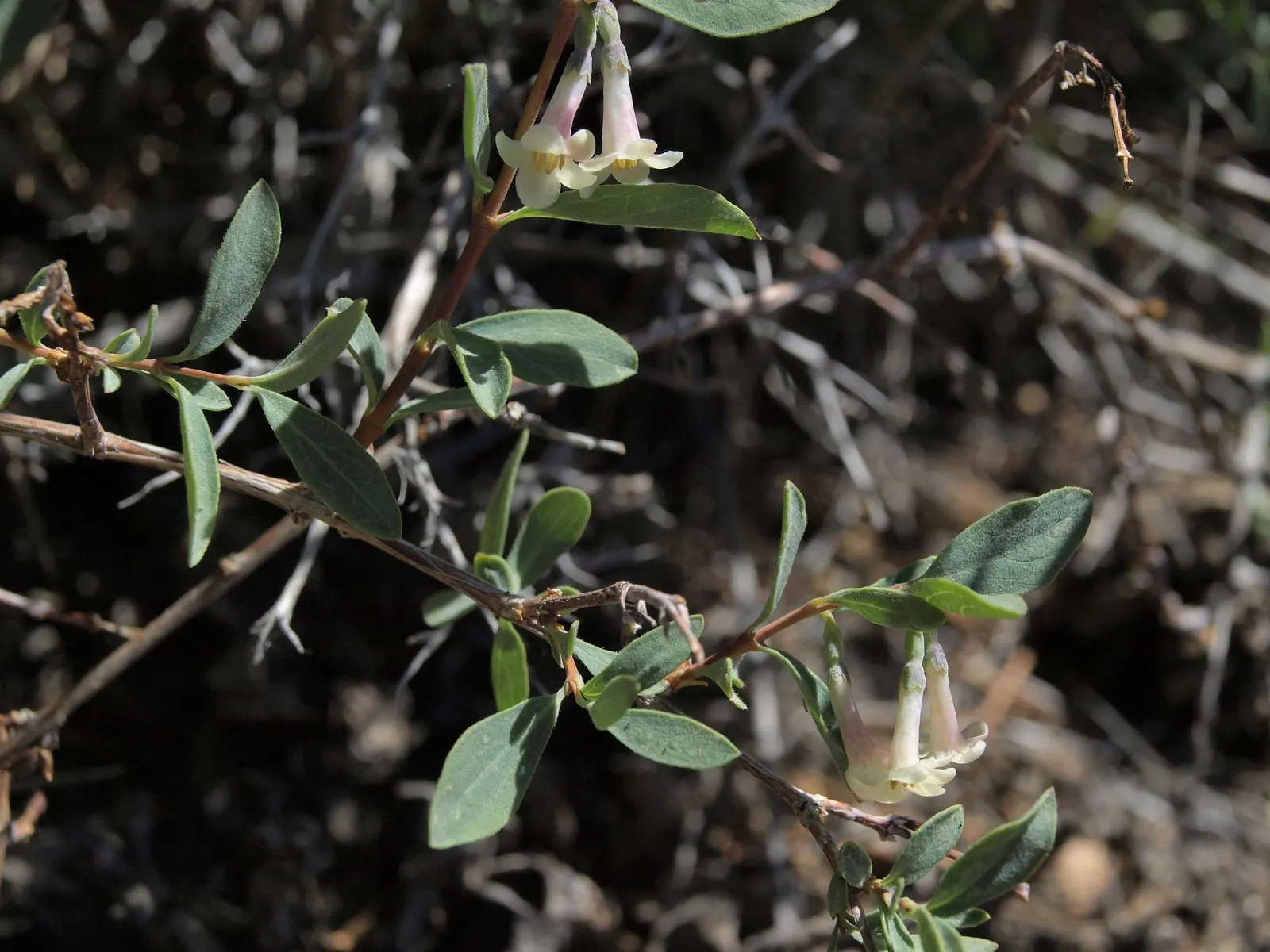 Snowberry (Symphoricarpos Albus) — is an excellent addition to any landscape design for its year-round interest; white berries that appear in late, image 67