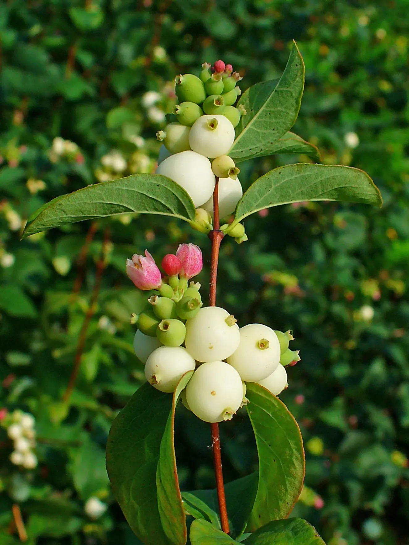 Snowberry (Symphoricarpos Albus) — It features small pink flowers in summer and distinctive white berries in fall, persisting into winter