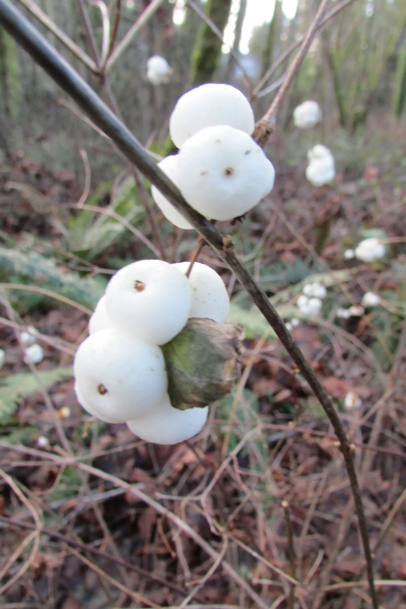 Snowberry (Symphoricarpos Albus) — roughly 1 to 2 inches long; providing a soft contrast against its foliage, image 101