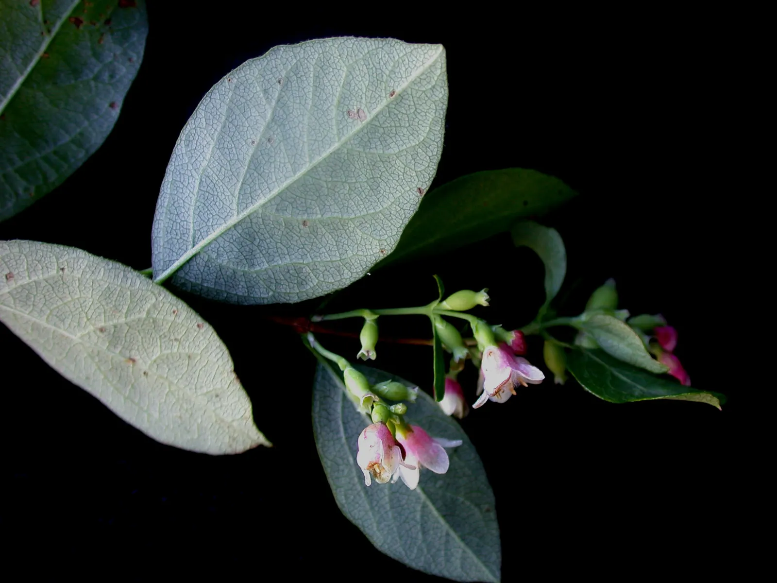 Snowberry (Symphoricarpos Albus) — Excelling in erosion control and as wildlife habitat, it's a low-maintenance choice for naturalistic designs
