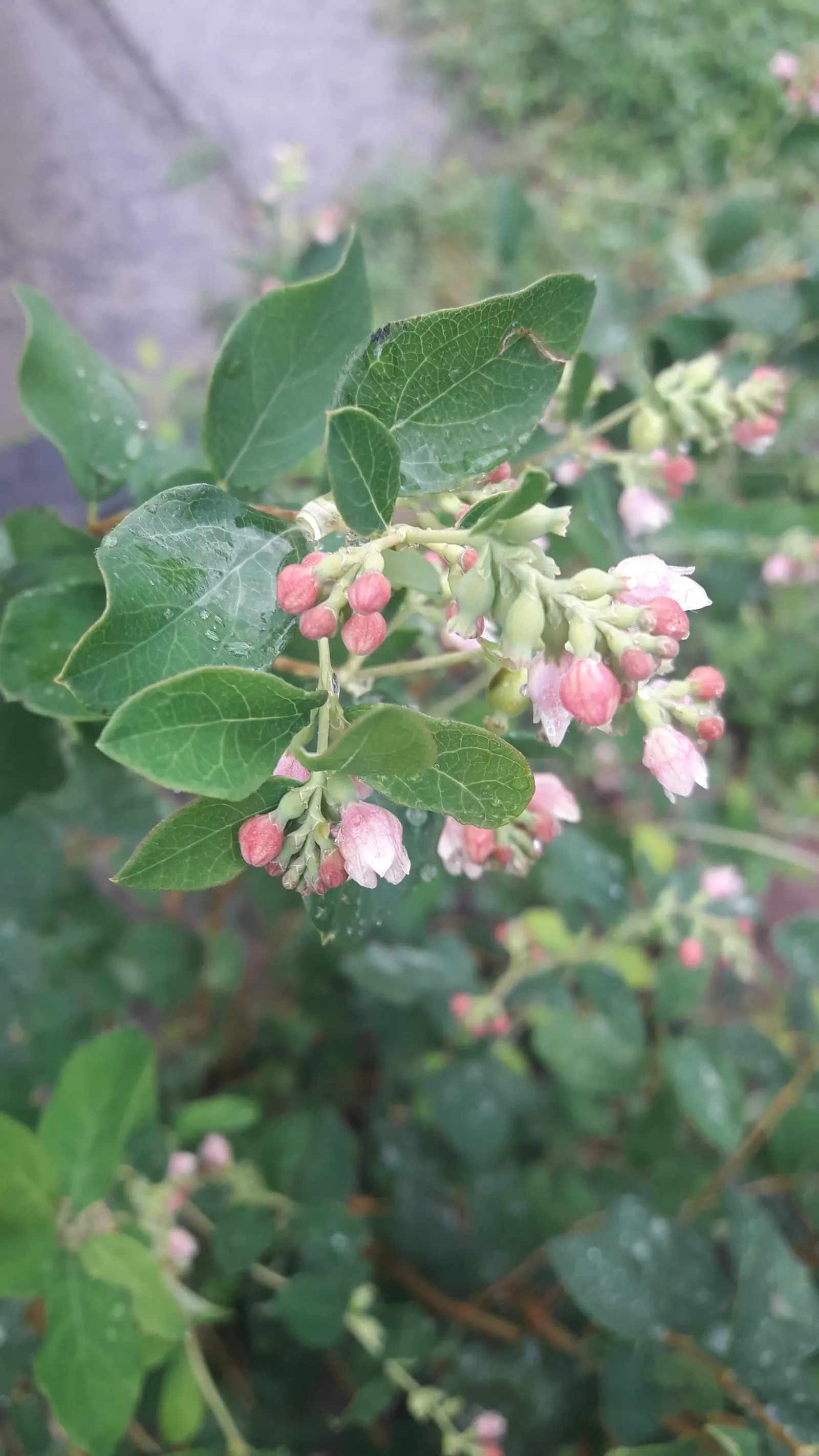 Snowberry (Symphoricarpos Albus) — presenting a subtle bluish-green hue that complements an array of color schemes; though it prefers well-drained soils