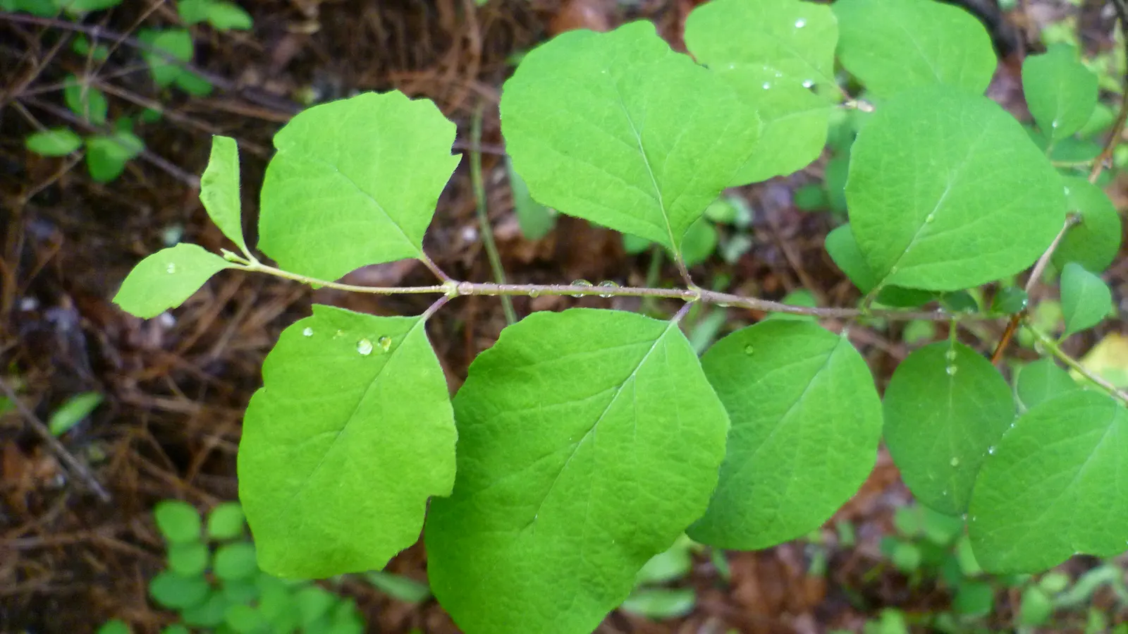 Snowberry (Symphoricarpos Albus) — presenting a subtle bluish-green hue that complements an array of color schemes; though it prefers well-drained, image 132