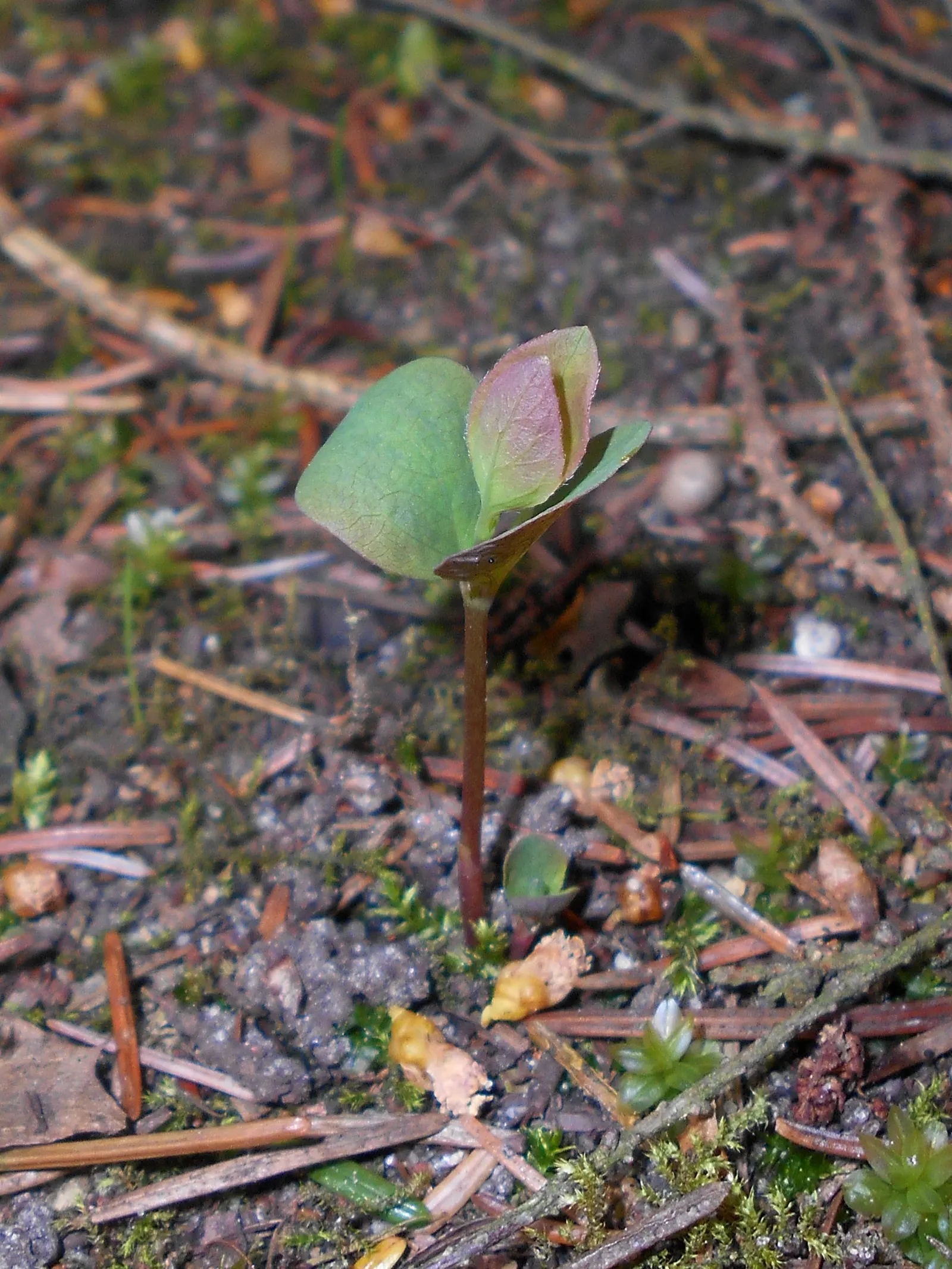Snowberry (Symphoricarpos Albus) — Symphoricarpos albus thrives in full sun to partial shade and adapts well to a variety of soil conditions