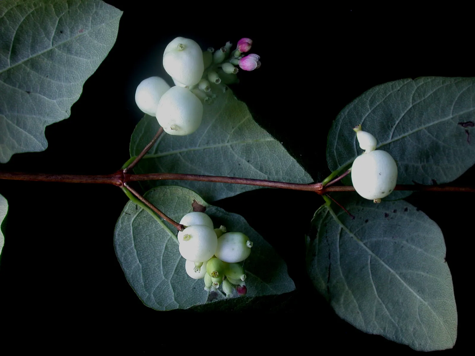 Snowberry (Symphoricarpos Albus) — creating a whimsical snow-like effect amid the barren winter landscape.<br><br>Hardy in USDA zones 3 to 7, image 139