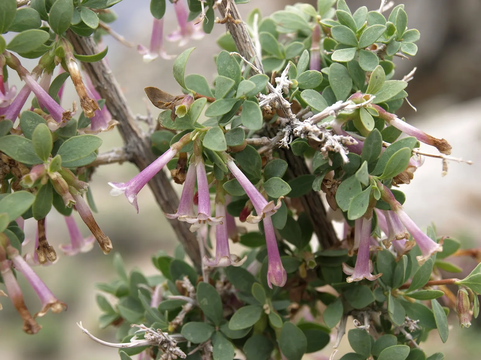 Snowberry (Symphoricarpos Albus) — which can be managed through annual pruning if a more formal shape is desired