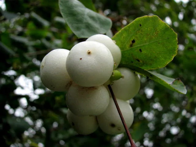 Snowberry (Symphoricarpos Albus) — pink flowers in the garden