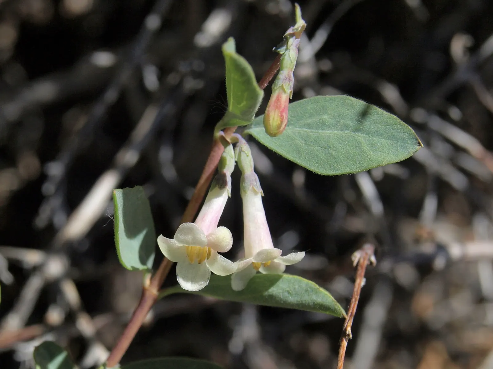 Snowberry (Symphoricarpos Albus) — shrub with pink blooms