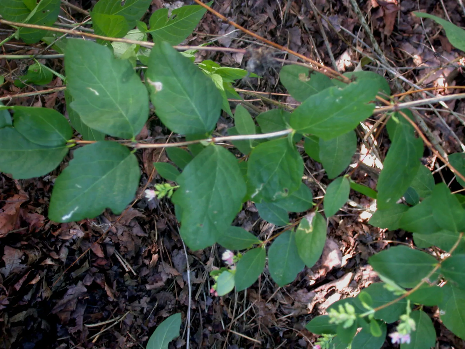 Snowberry (Symphoricarpos Albus) — Adaptable to various soils, it prefers partial shade to full sun; when designing with the Snowberry