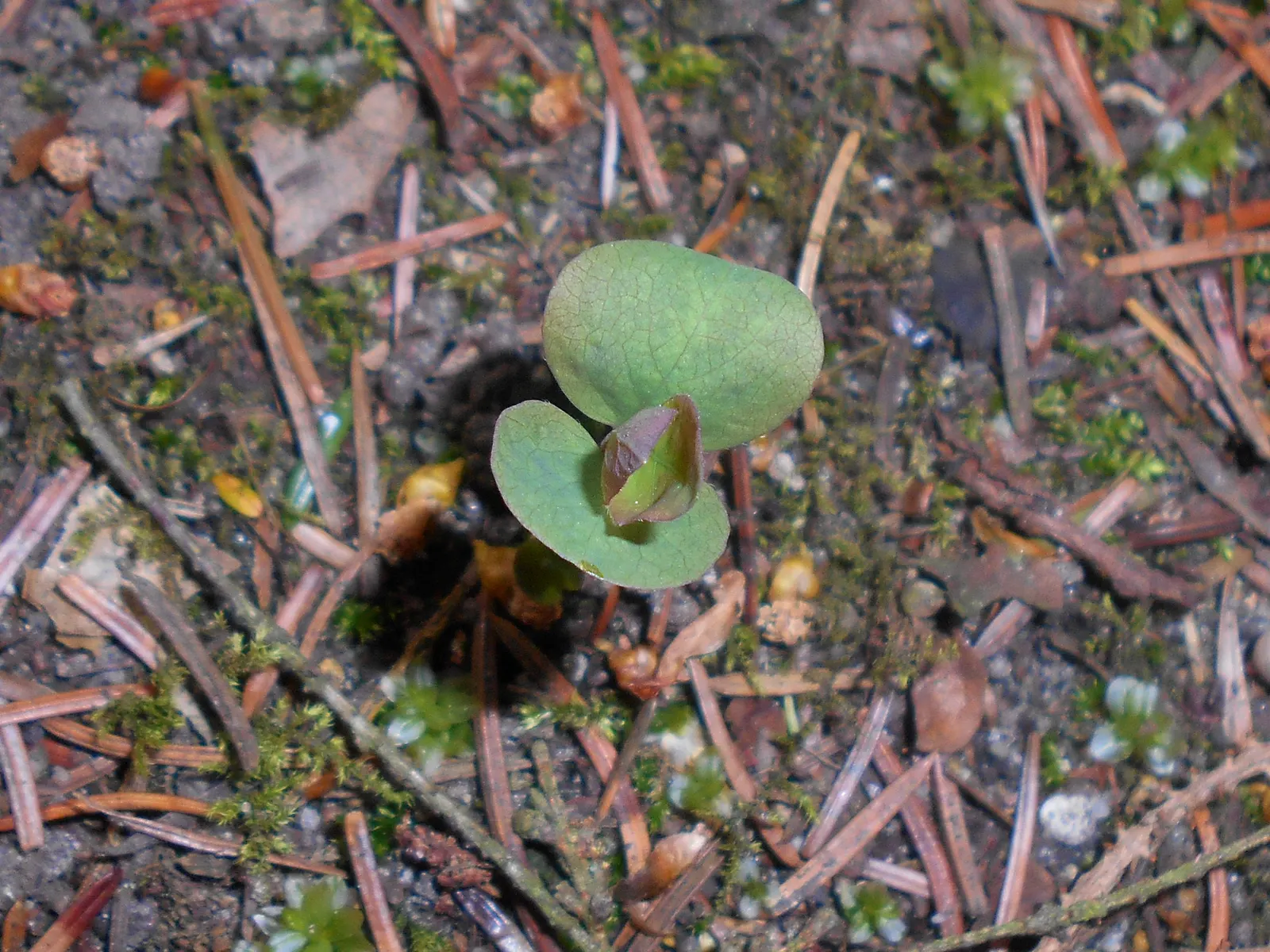 Snowberry (Symphoricarpos Albus) — shrub with pink blooms; symphoricarpos albus thrives in full sun to partial shade and adapts well to a variety of soil