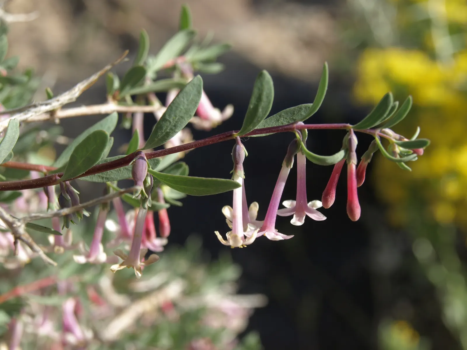 Snowberry (Symphoricarpos Albus) — Symphoricarpos albus thrives in full sun to partial shade and adapts well to a variety of soil conditions, image 80
