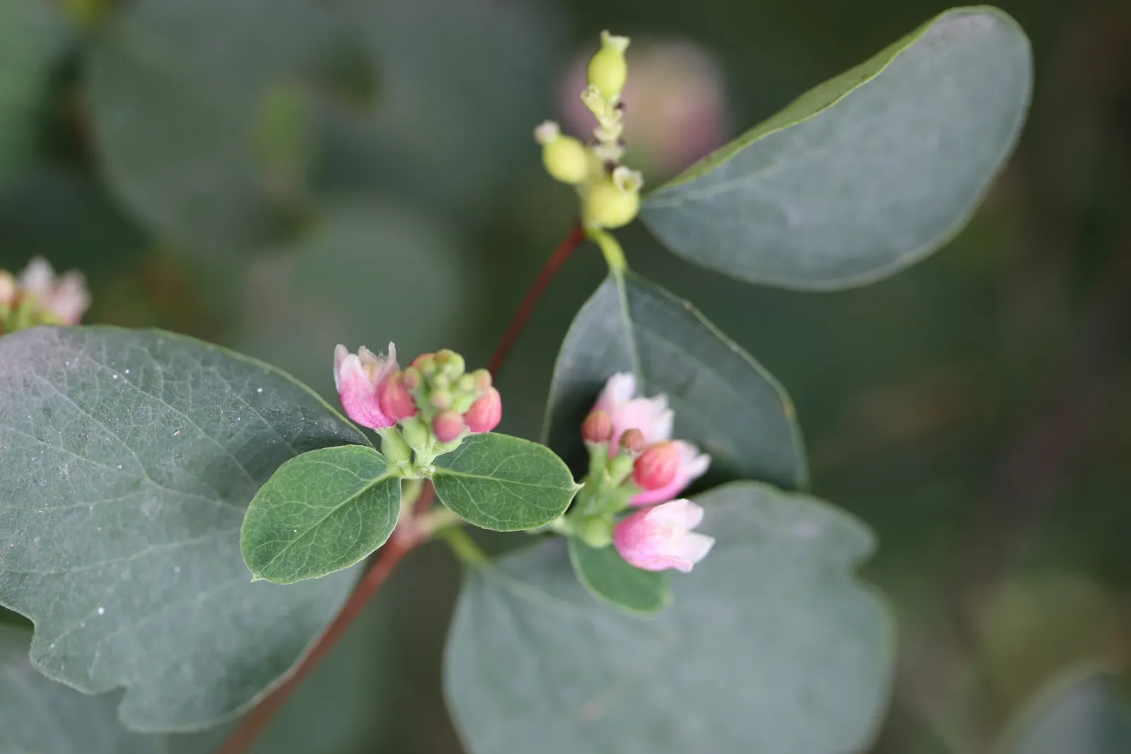 Snowberry (Symphoricarpos Albus) — shrub with pink blooms; symphoricarpos albus thrives in full sun to partial shade and adapts well to a variety, image 149
