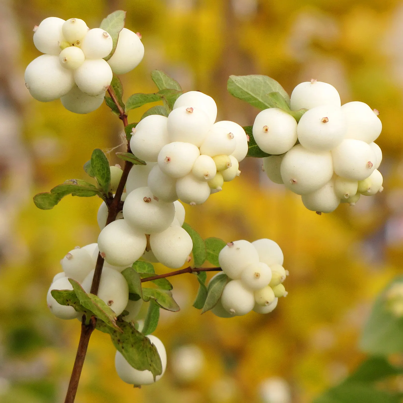 Snowberry (Symphoricarpos Albus) — which can be managed through annual pruning if a more formal shape is desired; a deciduous shrub native to North, image 117