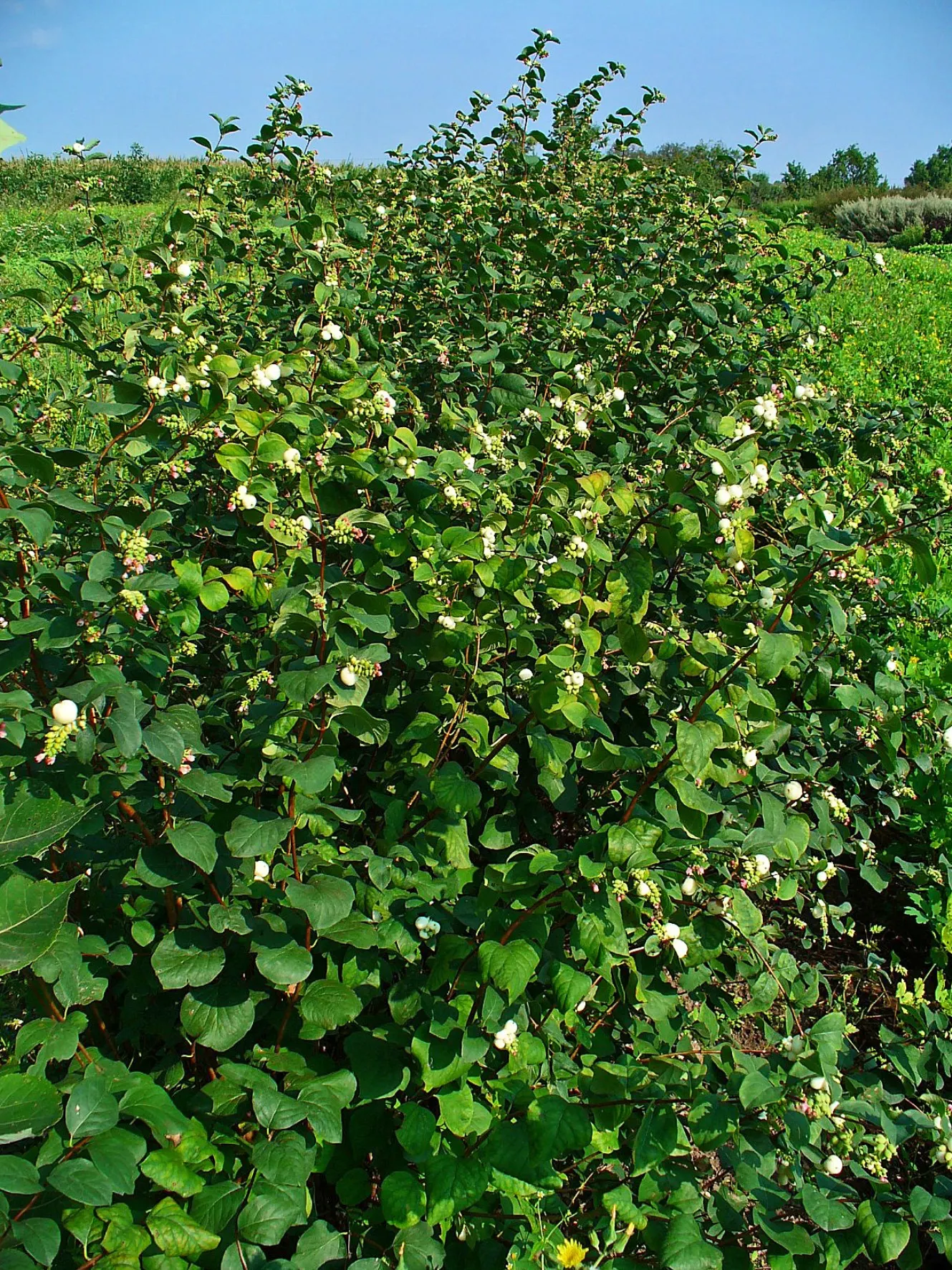 Snowberry (Symphoricarpos Albus) — roughly 1 to 2 inches long; providing a soft contrast against its foliage