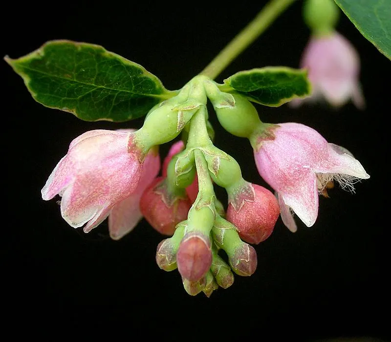 Snowberry (Symphoricarpos Albus) — is an excellent addition to any landscape design for its year-round interest