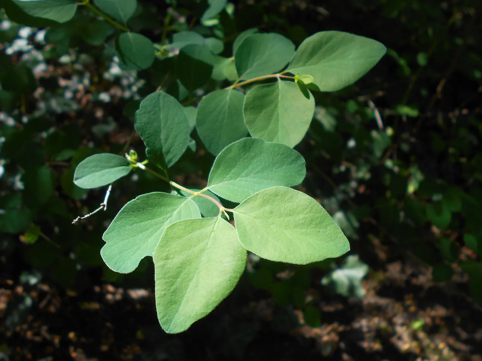 Snowberry (Symphoricarpos Albus) — pink flowers in the garden; pinkish-white flowers emerge in the late spring to early summer, image 88