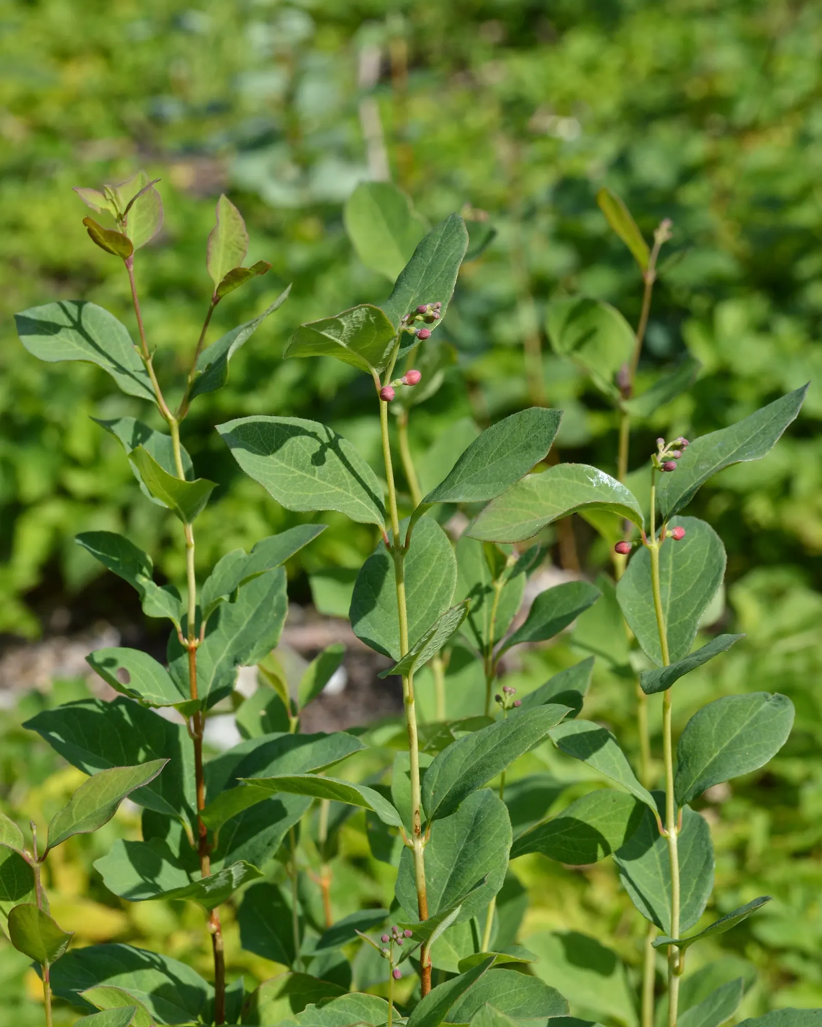 Snowberry (Symphoricarpos Albus) — presenting a subtle bluish-green hue that complements an array of color schemes; though it prefers well-drained, image 102