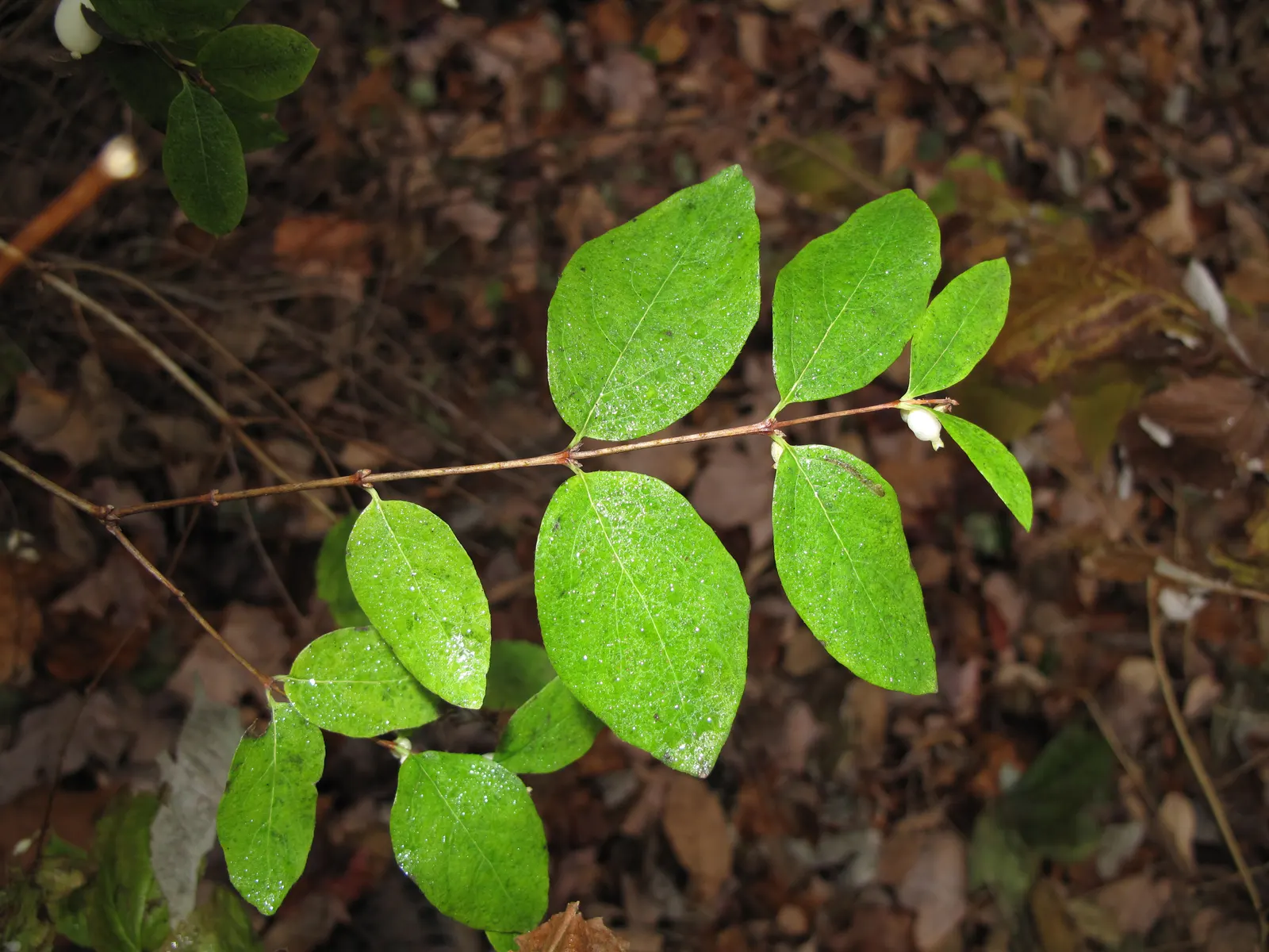 Snowberry (Symphoricarpos Albus) — These berries are roughly 0.5 to 0.75 inches in diameter and are clustered along the arching stems; it features, image 138
