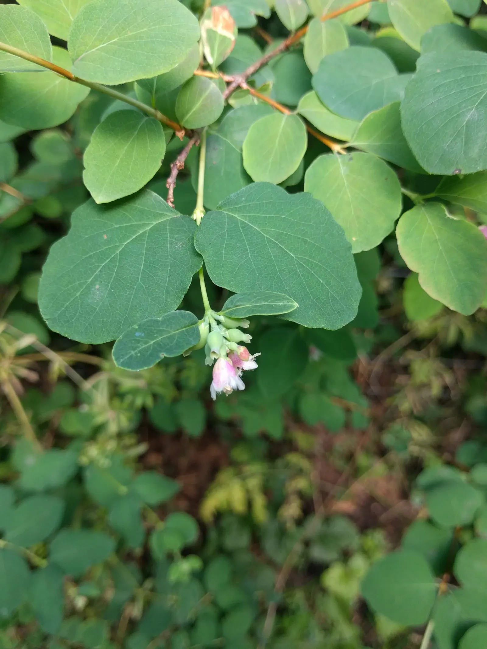 Snowberry (Symphoricarpos Albus) — presenting a subtle bluish-green hue that complements an array of color schemes; though it prefers well-drained, image 72