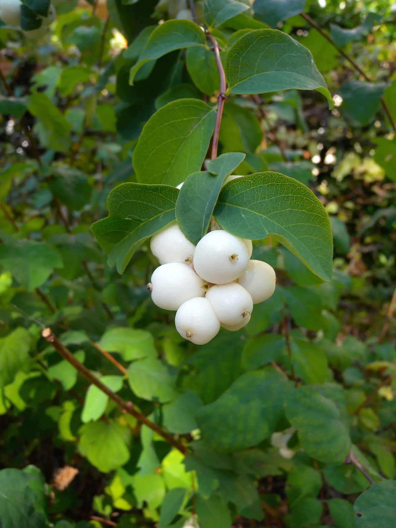 Snowberry (Symphoricarpos Albus) — Symphoricarpos albus thrives in full sun to partial shade and adapts well to a variety of soil conditions; offering visual