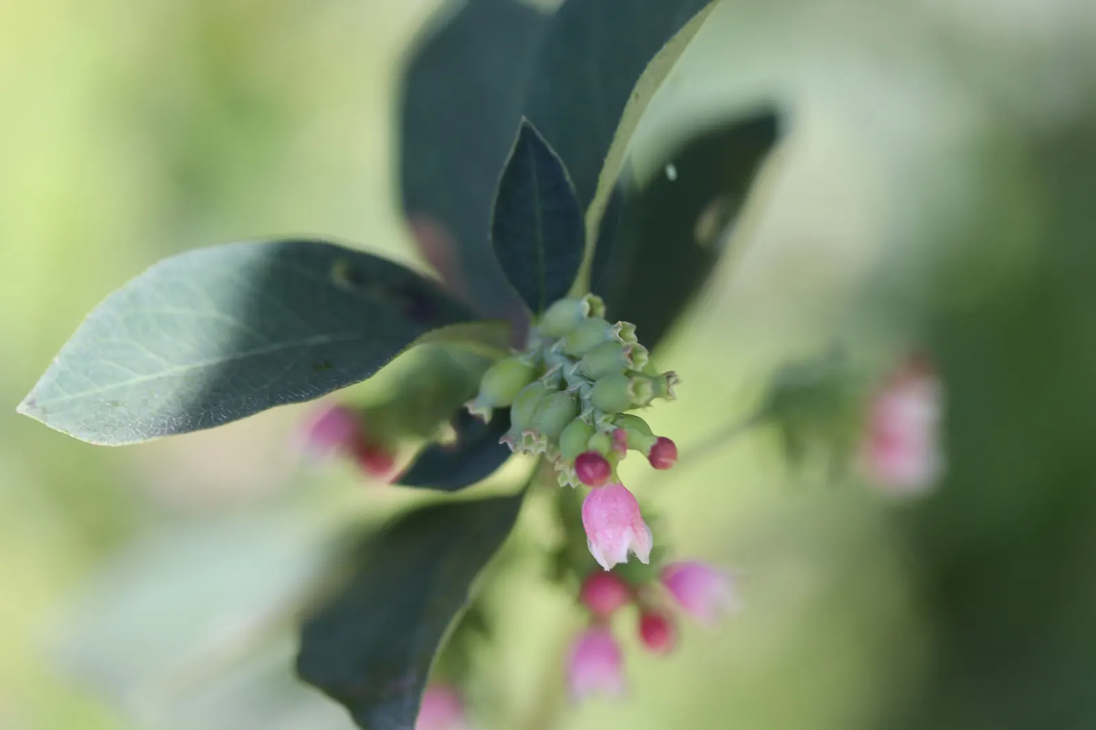 Snowberry (Symphoricarpos Albus) — this rounded bush provides a medium-textured backdrop for garden compositions; shrub for full or half or shade, image 69