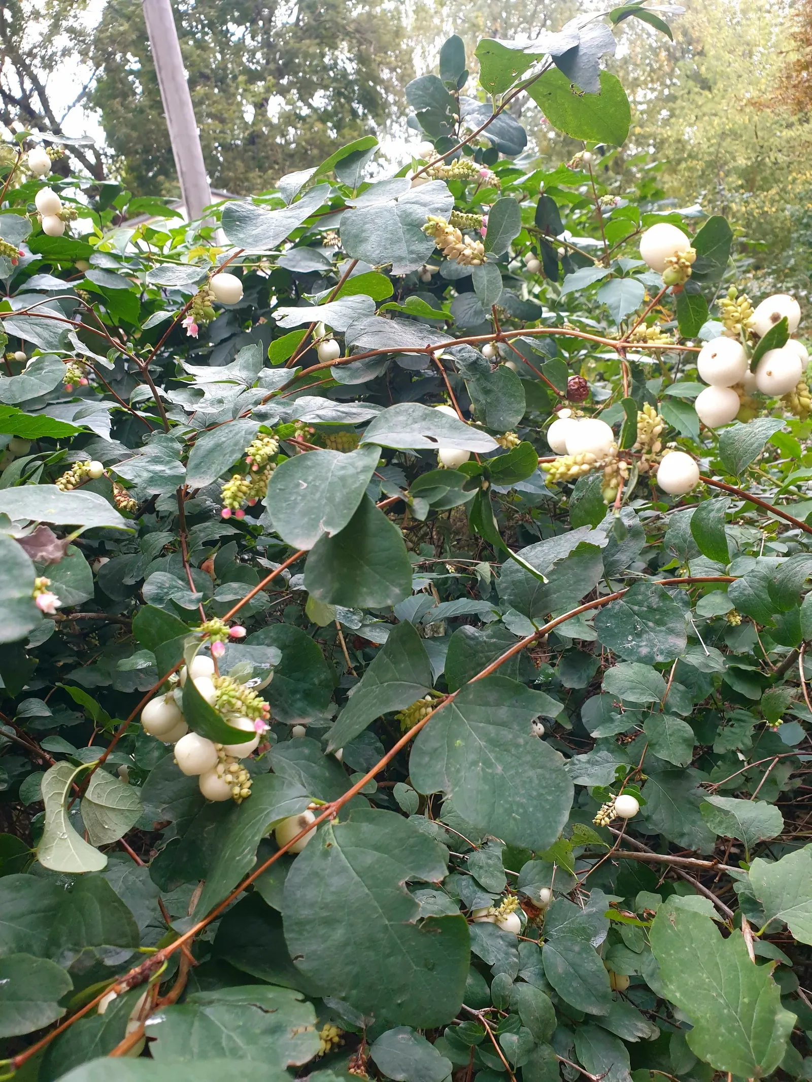 Snowberry (Symphoricarpos Albus) — is a deciduous shrub thriving in USDA zones 3-7; adaptable to various soils, it prefers partial shade to full sun, image 91