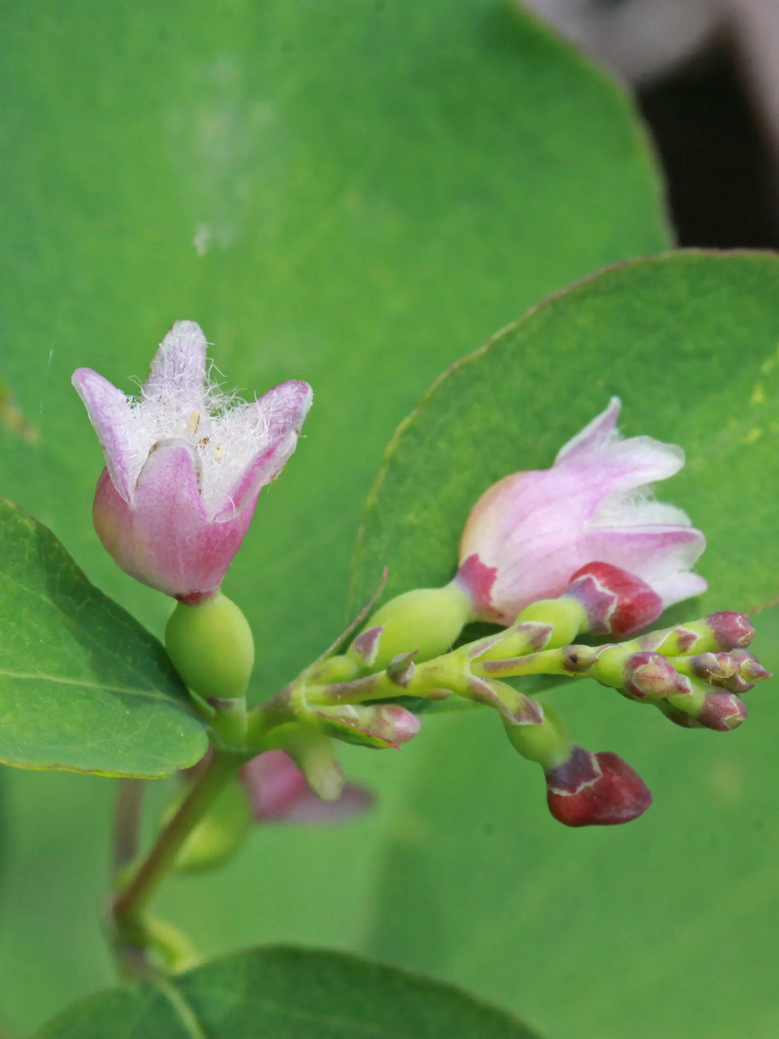 Snowberry (Symphoricarpos Albus) — shrub with pink blooms; symphoricarpos albus thrives in full sun to partial shade and adapts well to a variety, image 119