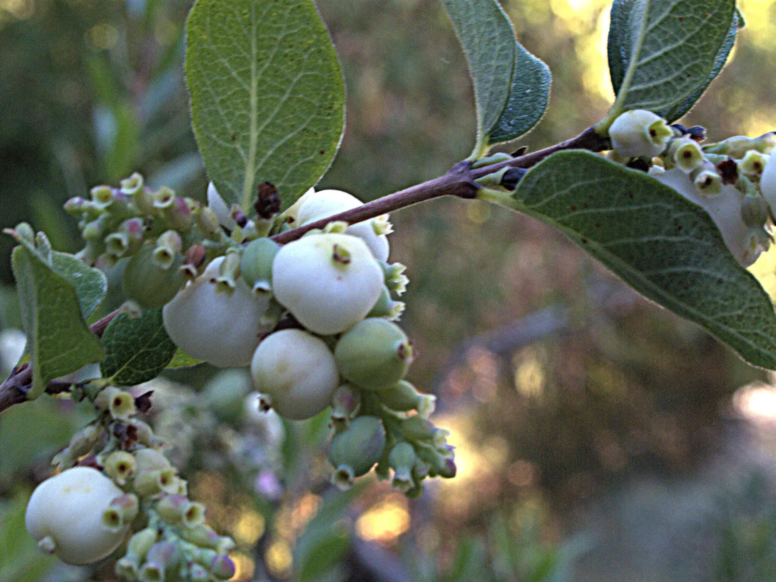 Snowberry (Symphoricarpos Albus) — white berries that appear in late summer and persist through the winter