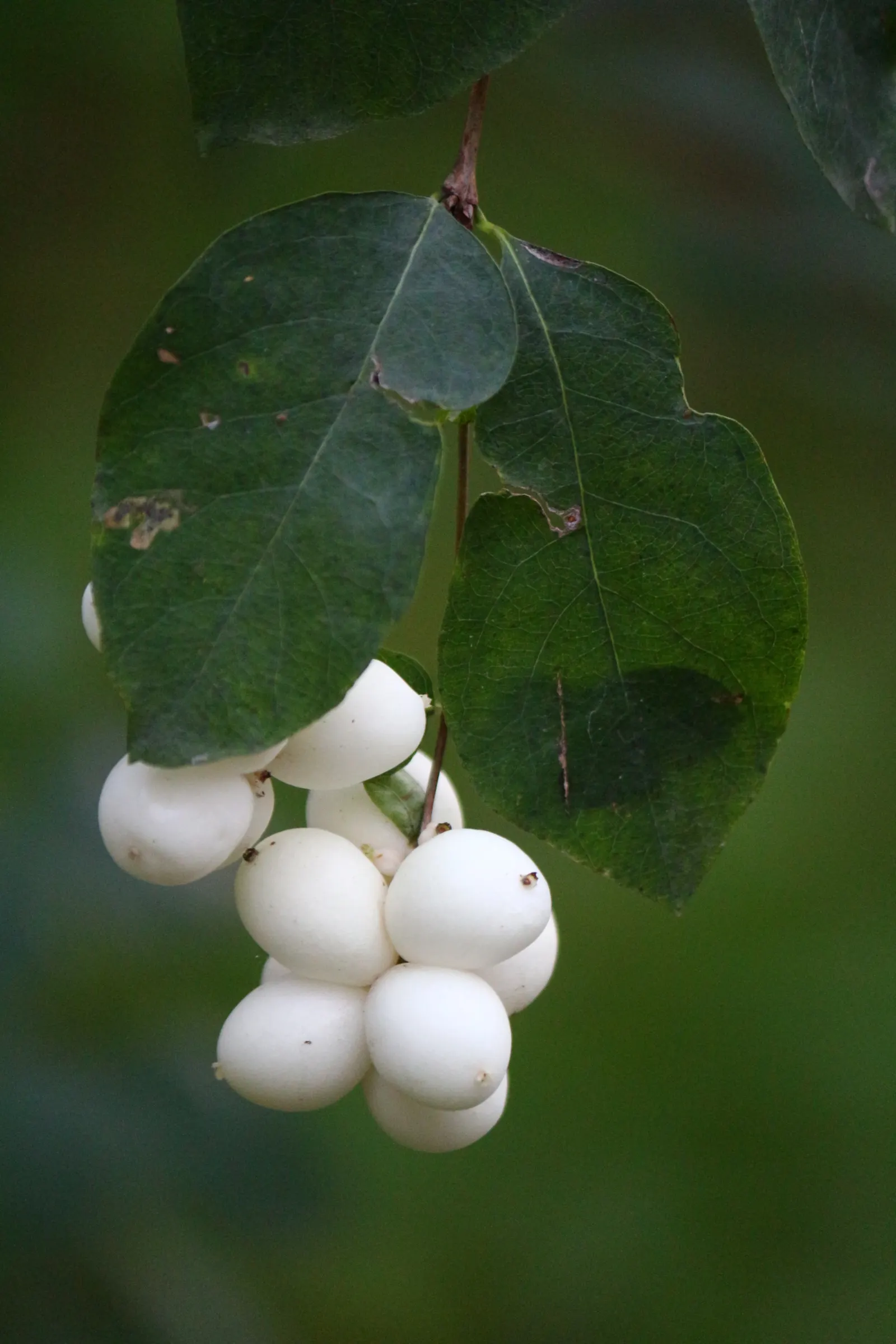 Snowberry (Symphoricarpos Albus) — Growing to an average height of 3 to 5 feet with a similar spread; or as foundation plantings