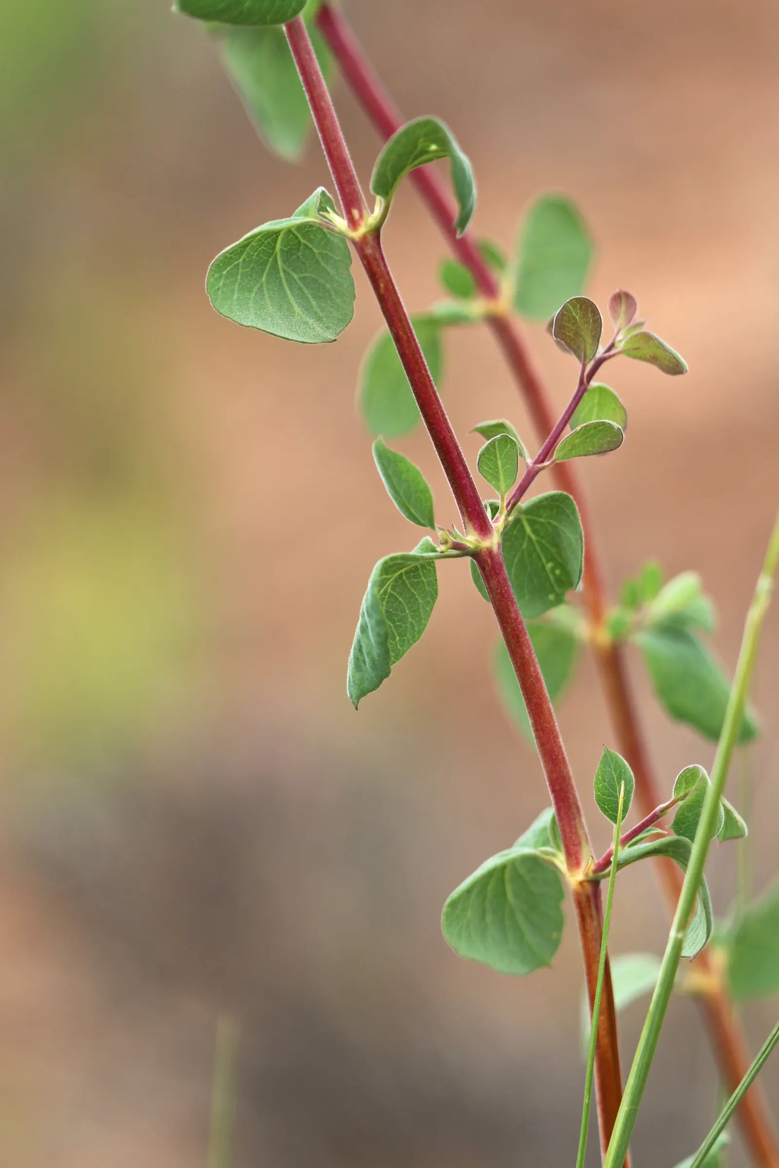Snowberry (Symphoricarpos Albus) — Excelling in erosion control and as wildlife habitat, it's a low-maintenance choice for naturalistic designs, image 155