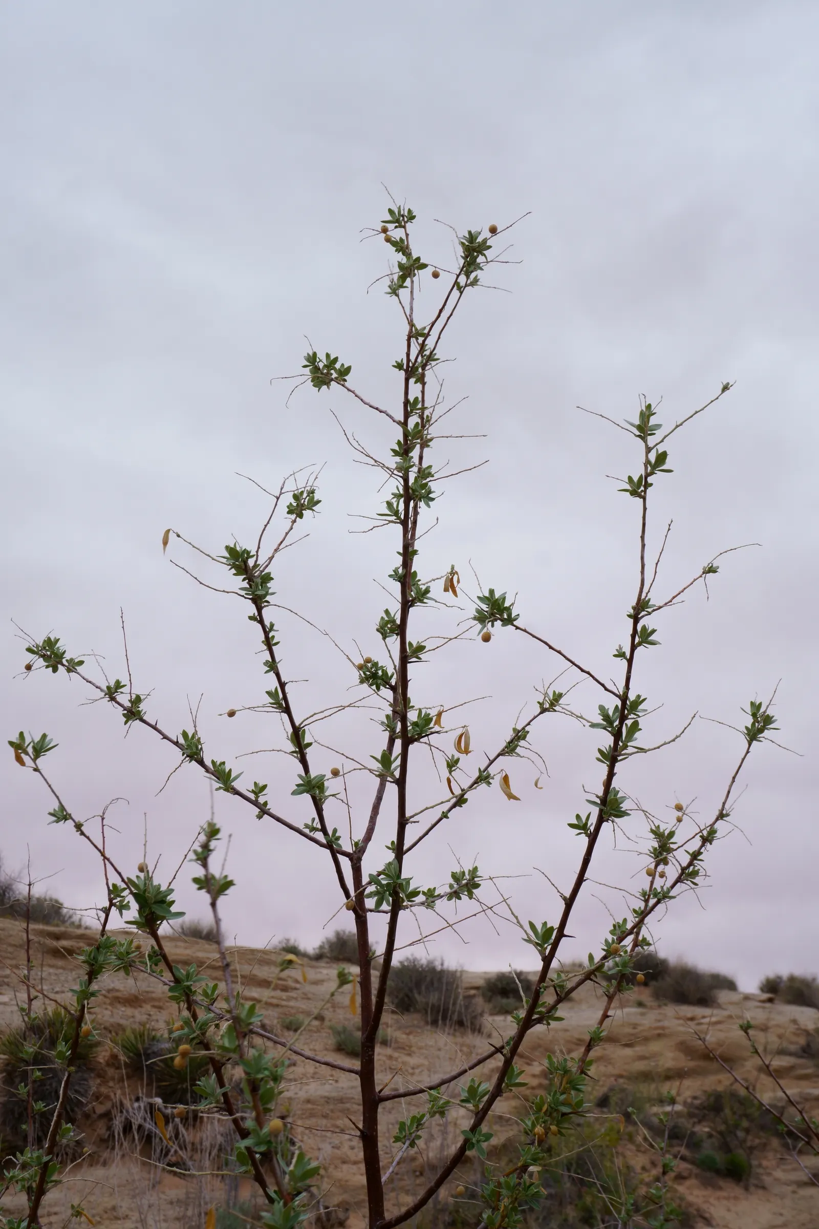 Snowberry (Symphoricarpos Albus) — or as foundation plantings