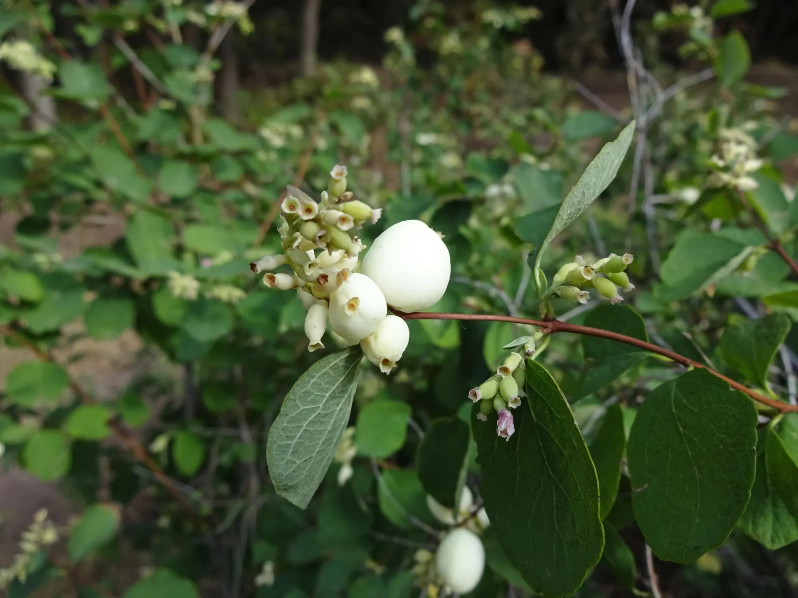 Snowberry (Symphoricarpos Albus) — a deciduous shrub native to North America; this rounded bush provides a medium-textured backdrop for garden compositions