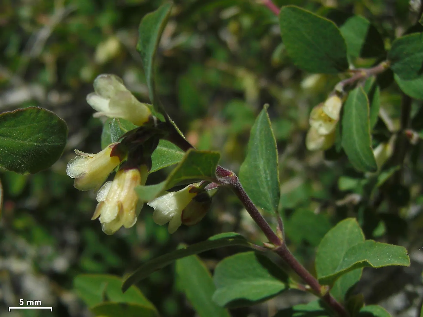 Snowberry (Symphoricarpos Albus) — When designing with the Snowberry; it serves as a stalwart component in borders, image 145