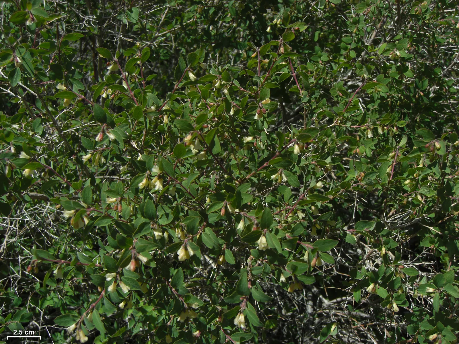 Snowberry (Symphoricarpos Albus) — this rounded bush provides a medium-textured backdrop for garden compositions; shrub for full or half or shade