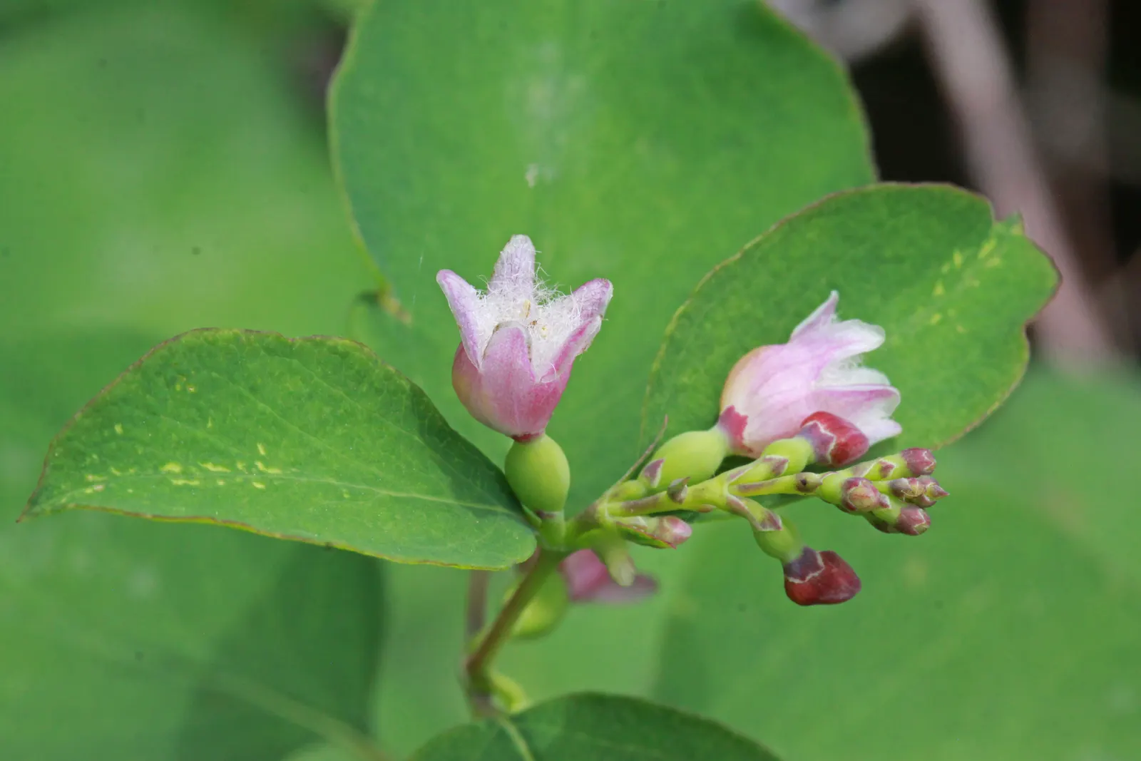 Snowberry (Symphoricarpos Albus) — pinkish-white flowers emerge in the late spring to early summer; pink flowers in the garden, image 133