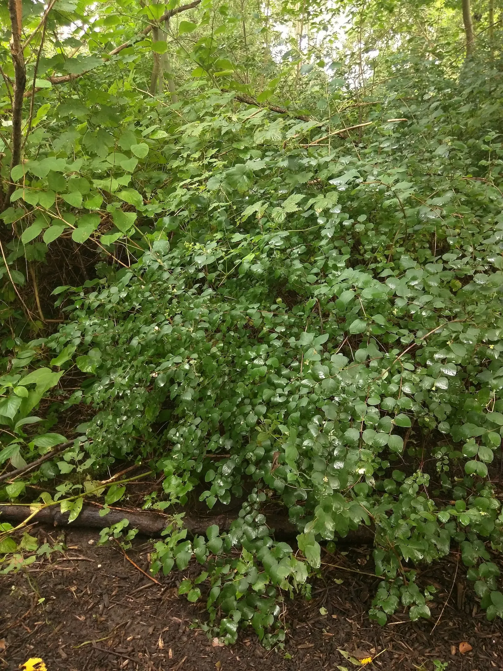 Snowberry (Symphoricarpos Albus) — It features small pink flowers in summer and distinctive white berries in fall, persisting into winter; these, image 63