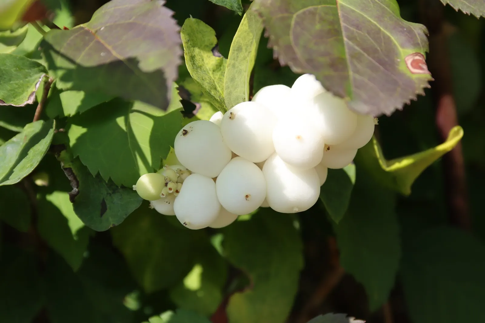 Snowberry (Symphoricarpos Albus) — it serves as a stalwart component in borders