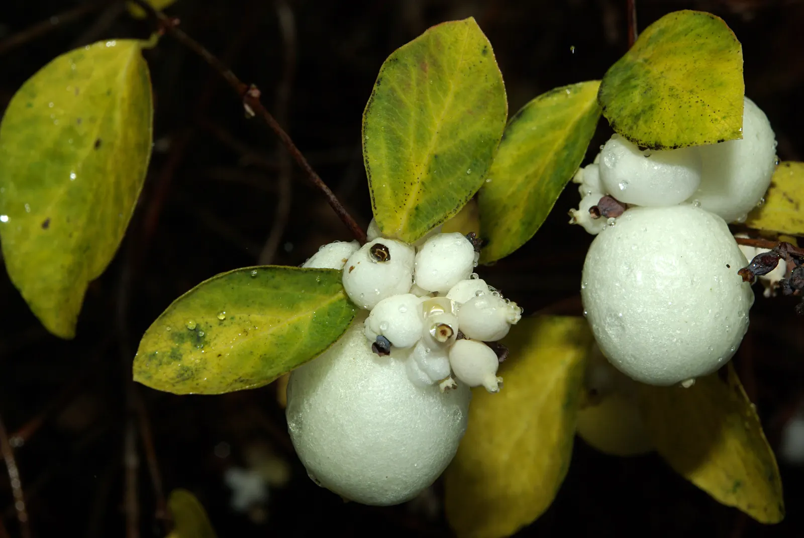 Snowberry (Symphoricarpos Albus) — It features small pink flowers in summer and distinctive white berries in fall, persisting into winter; these, image 123