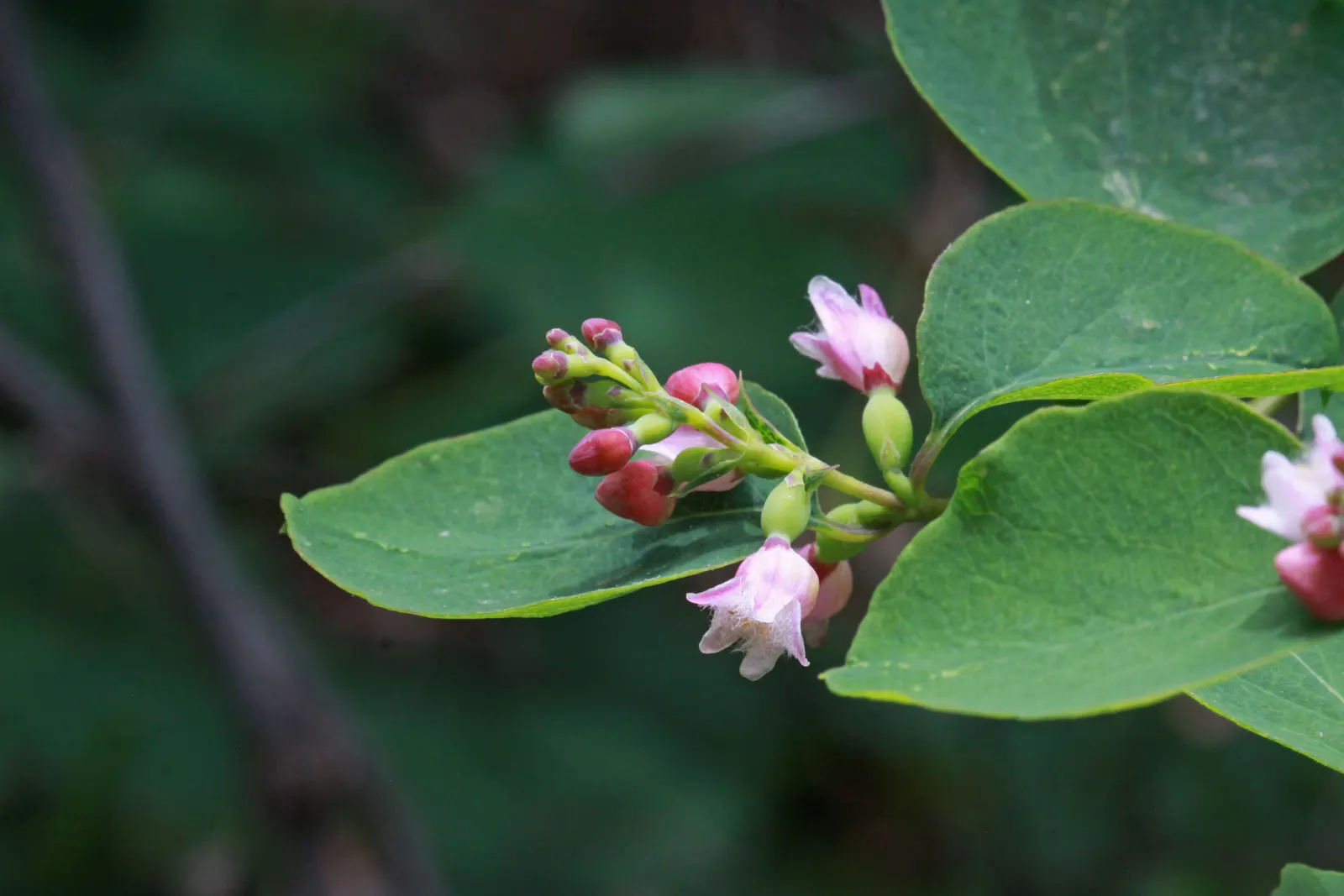 Snowberry (Symphoricarpos Albus) — is a deciduous shrub thriving in USDA zones 3-7; adaptable to various soils, it prefers partial shade to full sun, image 61