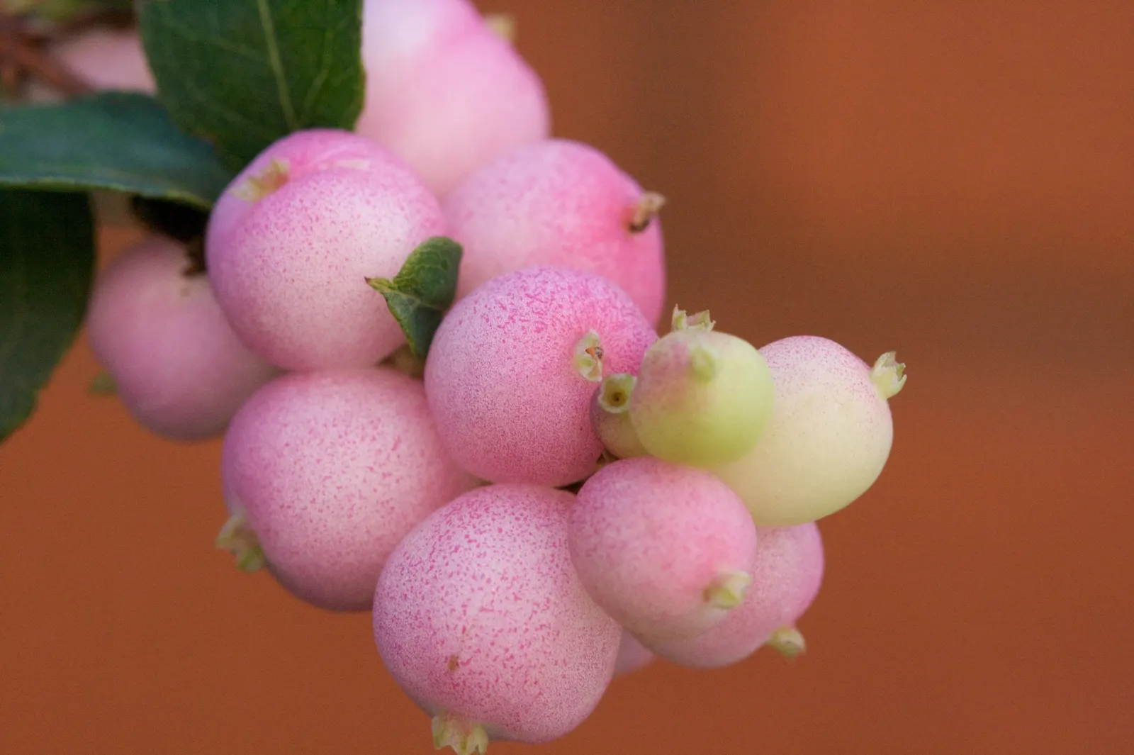 Snowberry (Symphoricarpos Albus) — white berries that appear in late summer and persist through the winter; creating a whimsical snow-like effect, image 106