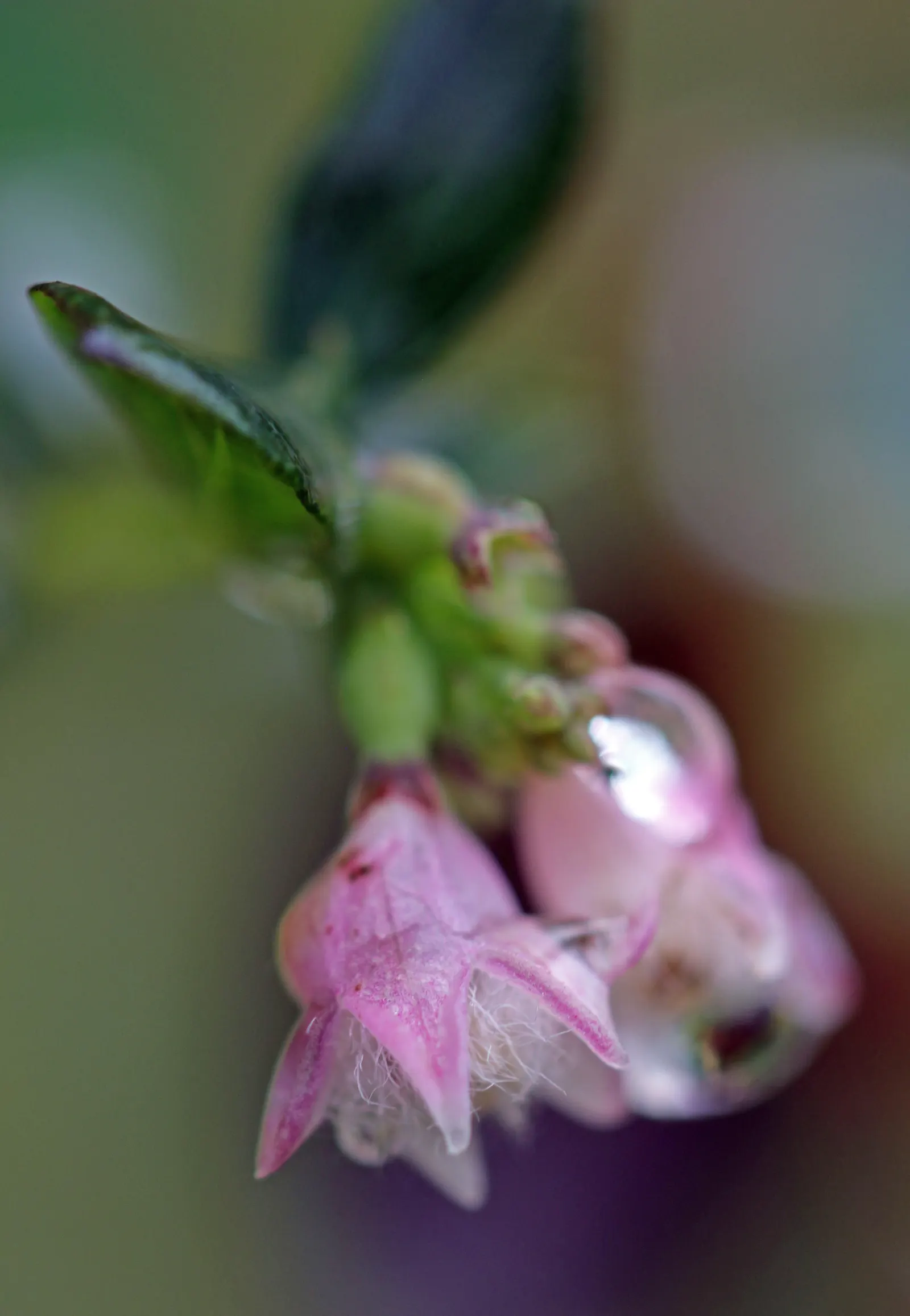 Snowberry (Symphoricarpos Albus) — it serves as a stalwart component in borders; is a deciduous shrub thriving in USDA zones 3-7, image 82