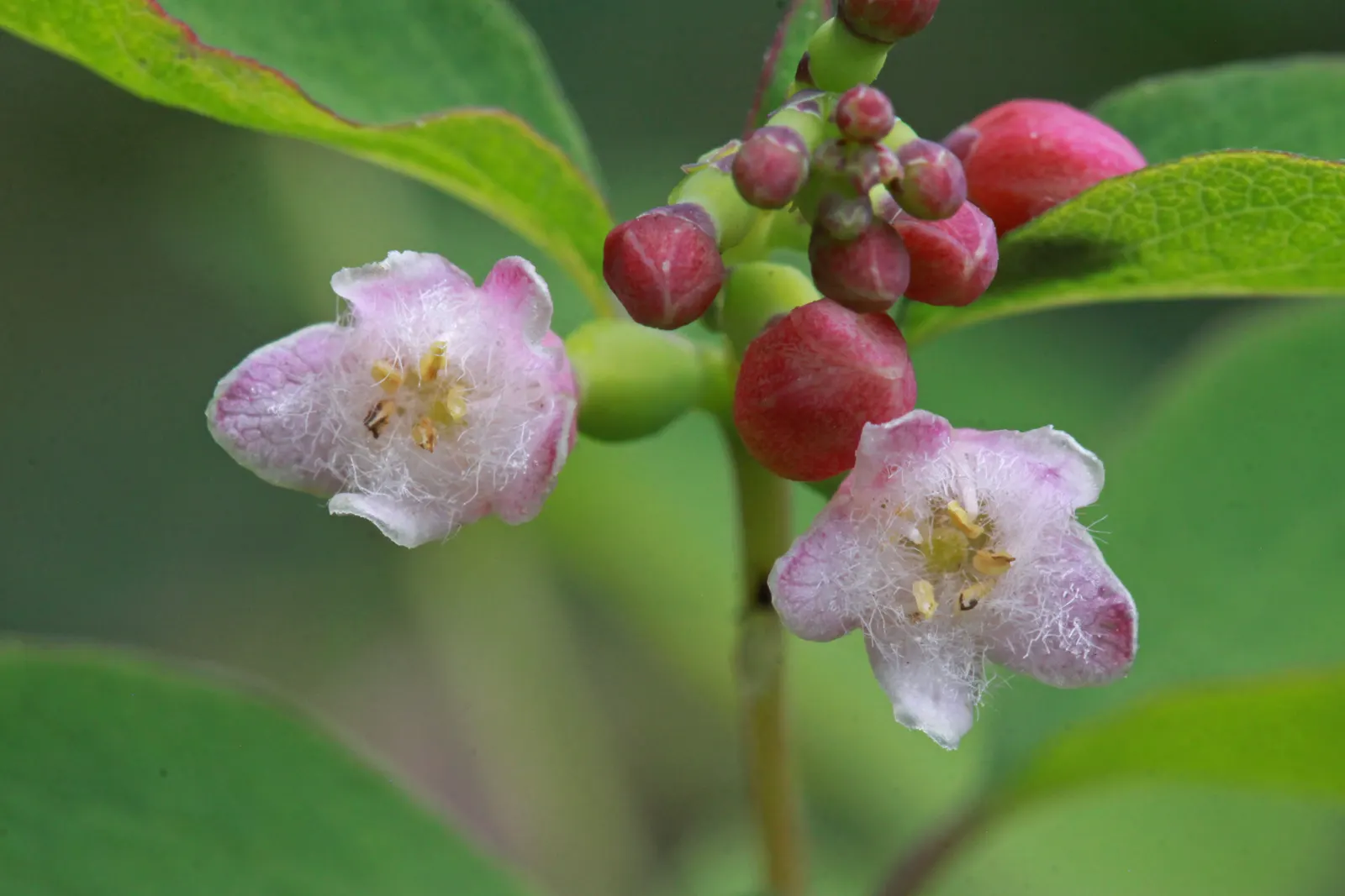 Snowberry (Symphoricarpos Albus) — shrub for full or half or shade; which can be managed through annual pruning if a more formal shape is desired, image 90