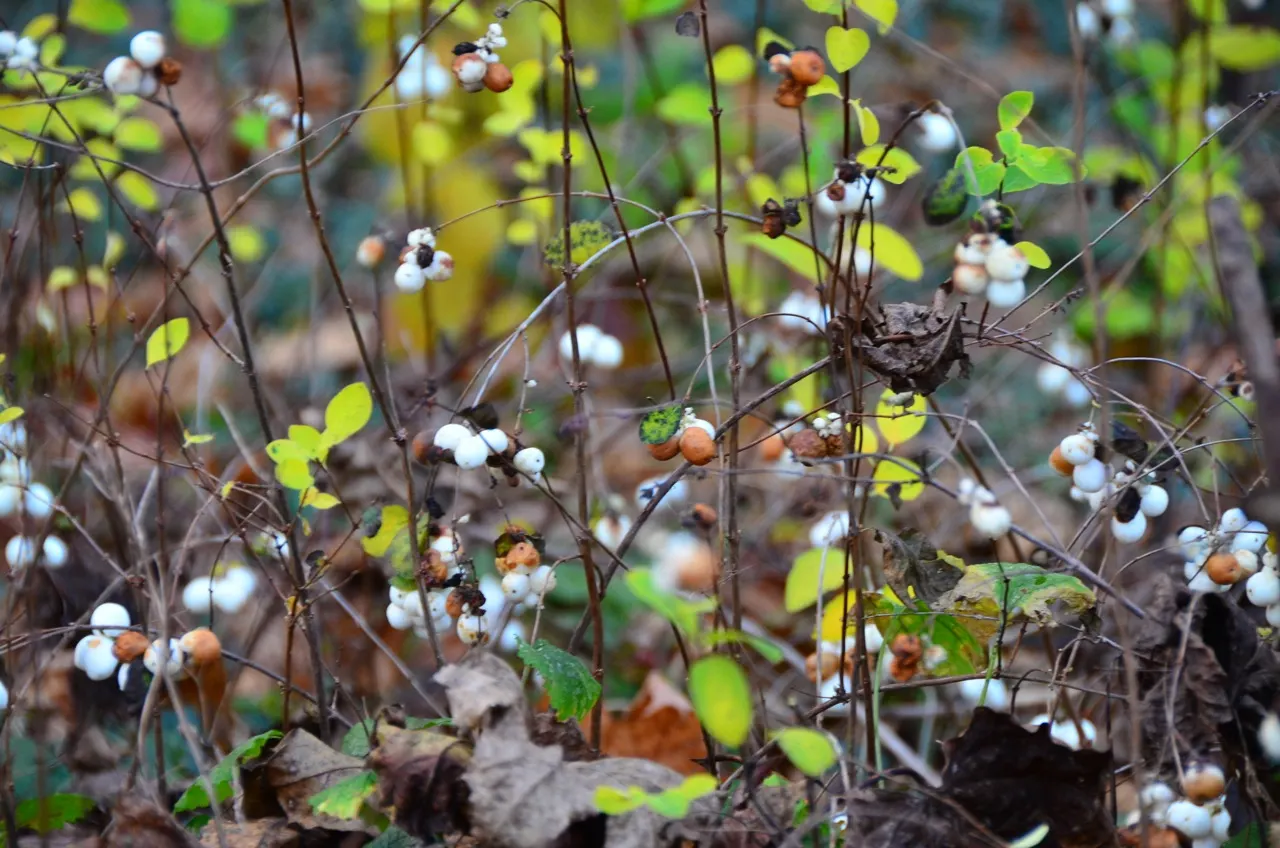 Snowberry (Symphoricarpos Albus) — is an excellent addition to any landscape design for its year-round interest; white berries that appear in late, image 97