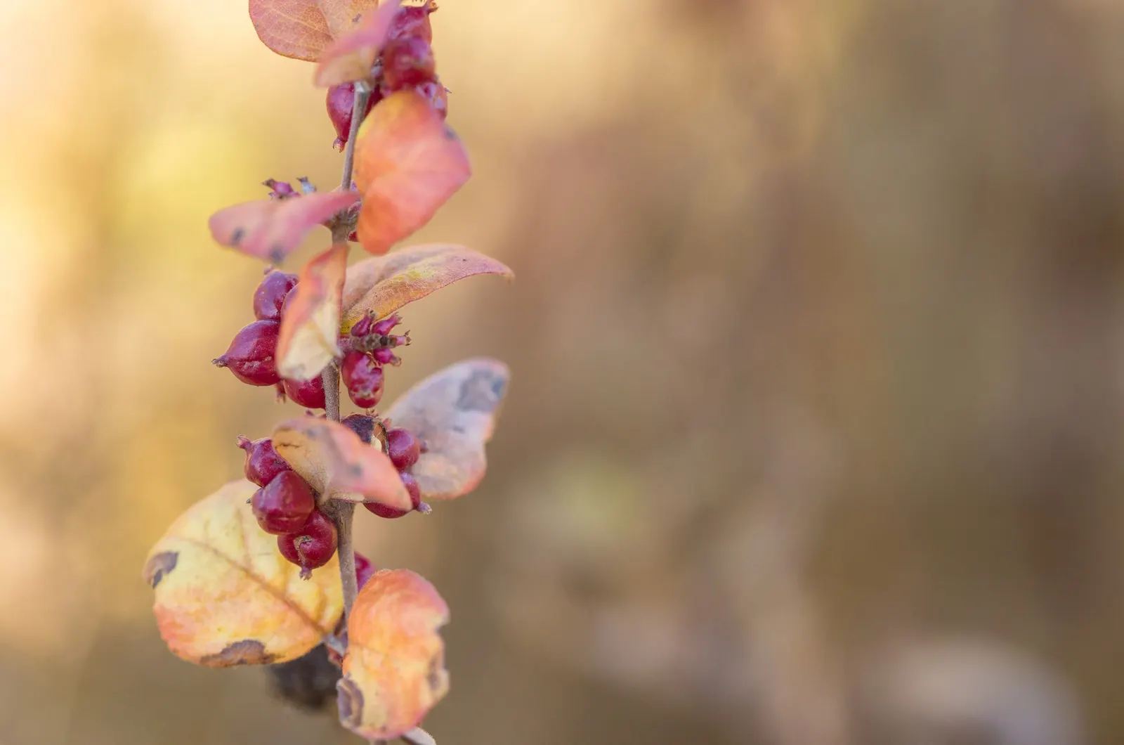 Snowberry (Symphoricarpos Albus) — Excelling in erosion control and as wildlife habitat, it's a low-maintenance choice for naturalistic designs, image 95