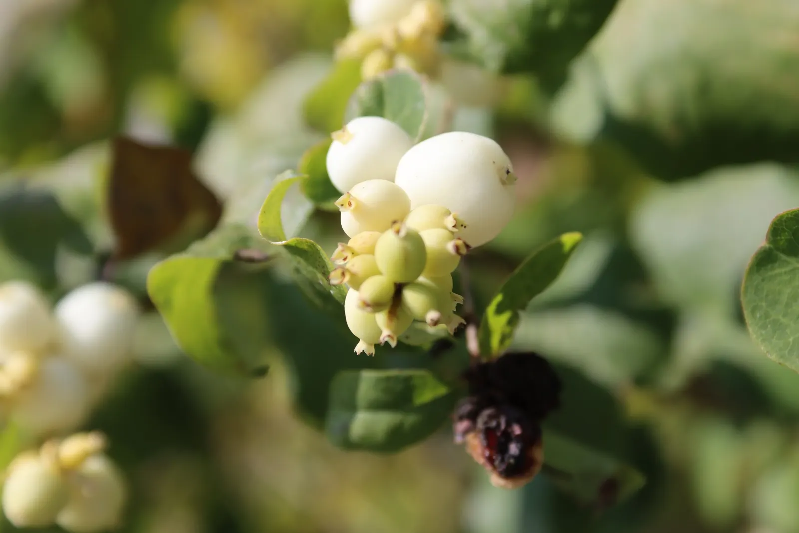 Snowberry (Symphoricarpos Albus) — consider its suckering habit; shrub with pink blooms, image 116