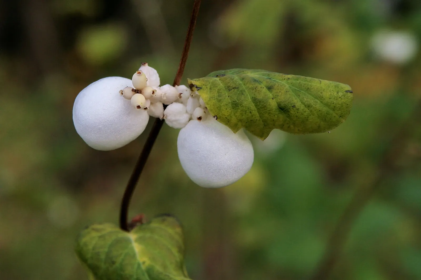 Snowberry (Symphoricarpos Albus) — Growing to an average height of 3 to 5 feet with a similar spread; or as foundation plantings, image 98
